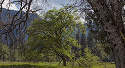 Elm and Oaks in Spring